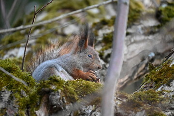 Close up shot of a squirrel eating