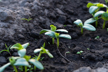Cucumber sprouts in the field , seedlings in the farmer's garden , agriculture, plant and life concept (soft focus, narrow depth of field).