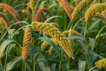 Obraz premium millet spike with Shallow depth of field. selective Focu
