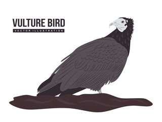 Vulture bird isolated on white background. Egyptian Vulture in flat and cartoon illustration. Animal vector illustration
