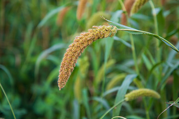 millet spike with Shallow depth of field. selective Focu