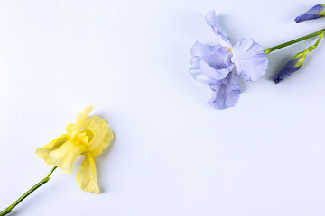 Yellow and blue iris flowers on a blue background with space for your text. Greeting card for mother's day, Valentine's Day, birthday. Flat lay, copy space