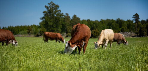 Naklejka na ściany i meble cows grazing in a grass field