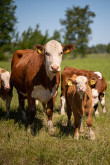 Brown and white cow with calf standing in grass field with cows