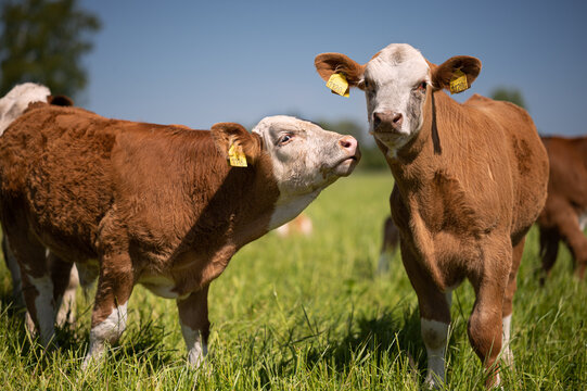 Brown and white cows standing outside in Swedish nature