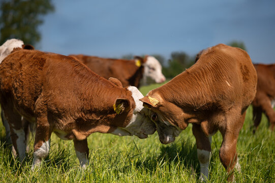 Brown and white midleton cows playing outside, calf