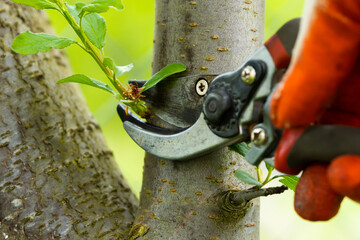 Gardener pruning trees with pruning shears on nature background.