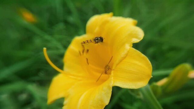 honey bee slow lens slow motion gather flower flight macro microcosmic