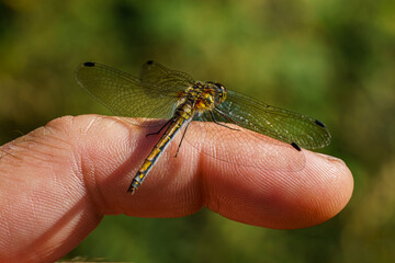Dragonfly sitting on my finger in sunlight