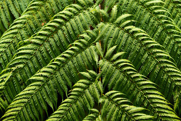 Bright green soft tree fern frond with perfect regular and diagonal leaf pattern and structures....