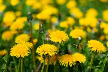 Meadow with many dandelion flowers (Taraxacum), family Asteraceae. Composite flower heads with yellow florets and petals on a sunny spring day in Sauerland. Macro close up with selective focus.