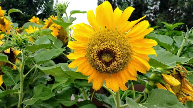 beautiful sunflower on a windy day. Concept of nature and flora