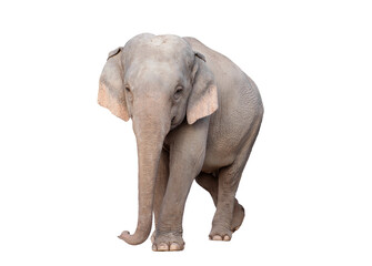 Fototapeta na wymiar female asia elephant isolated on white background