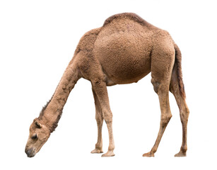 Arabian camel isolated on white background - obrazy, fototapety, plakaty