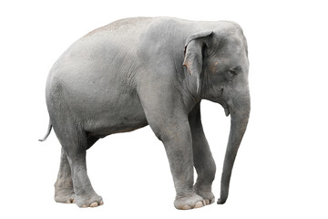 Fototapeta na wymiar asia elephant isolated white background