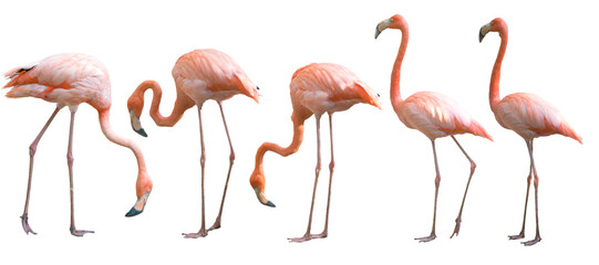 Fototapeta premium Beautiful flamingo bird isolated