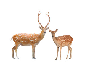 beautiful male and female sika deer isolated on white background