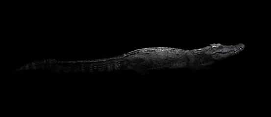 Fototapeten freshwater crocodile in the dark © Mara