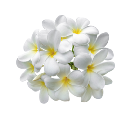 Tropical flowers frangipani (plumeria) isolated on transparent png
