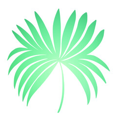 3d illustration of fan palm leaf isolated.