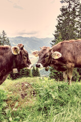 Kuh, Kalb im den Bergen vom Bregenzerwald Vorarlberg