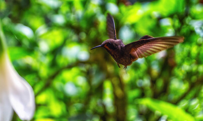 Brown Inca, Coeligena wilsoni, flying. Ecuador