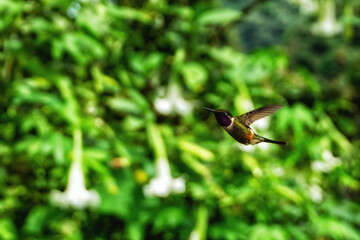 White-bellied Woodstar, hummingbird with clear green background