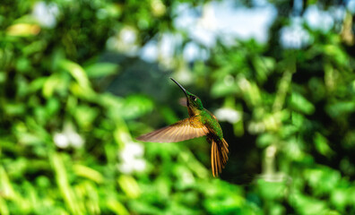 Hummingbird in flight, Ecuador