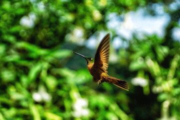 Hummingbird in flight, Ecuador