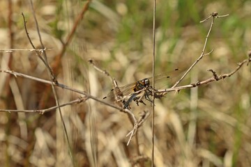 Weibliche Große Moosjungfer (Leucorrhinia pectoralis) mit Beute
