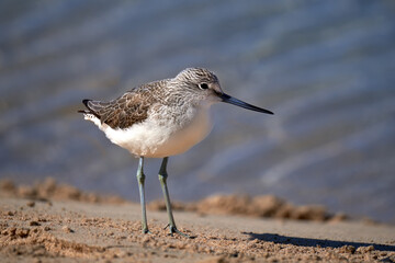 Grünschenkel (Tringa nebularia) stehend im Sand - Überwinterung an der Playa de Sotavento de Jandia, Fuerteventura