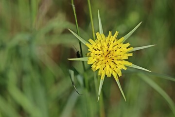 Großer Bocksbart (Tragopogon dubius)