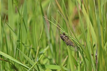 Bergzikade (Cicadetta montana)