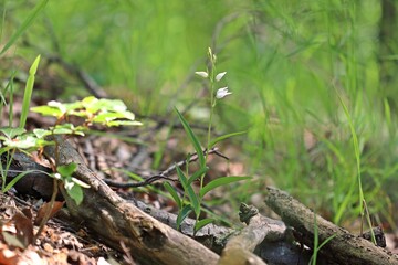 Wei&szlig;bl&uuml;hendes Rotes Waldv&ouml;glein (Cephalanthera rubra f. alba ).