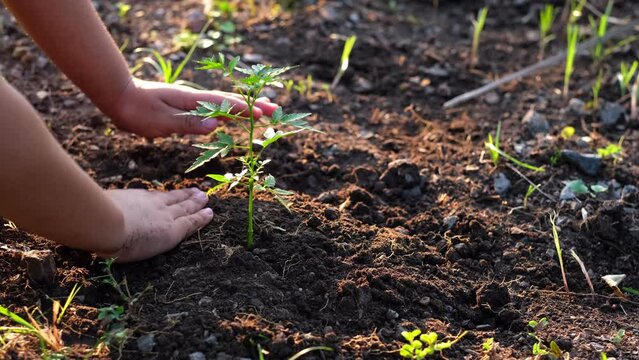 Children are using their hands to plant a trees in order to grow into big trees to make the environment better. Environmental conservation.