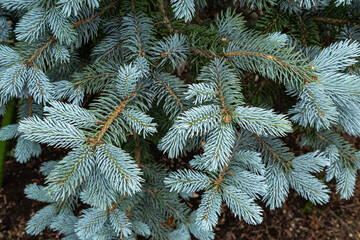 Beautiful spruce of picea pungens in spring.