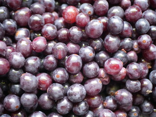 Grapes for wine making , before making wine