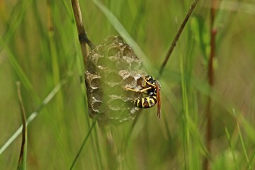 Heide-Feldwespe (Polistes nimpha) bei der Brutpflege auf ihrem Nest im Juni.