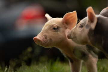 Two cutie and funny young pig is standing on the green grass. Happy piglet on the meadow, small piglet in the farm posing on camera on family farm. Regular day on the farm  © Bogdan