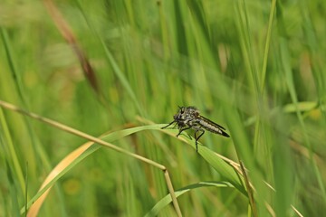 Gemeine Raubfliege (Machimus atricapillus) mit Beute