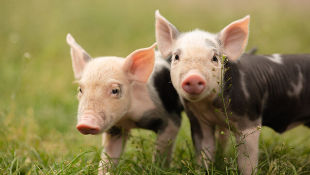 Two cutie and funny young pig is standing on the green grass. Happy piglet on the meadow, small piglet in the farm posing on camera on family farm. Regular day on the farm 
