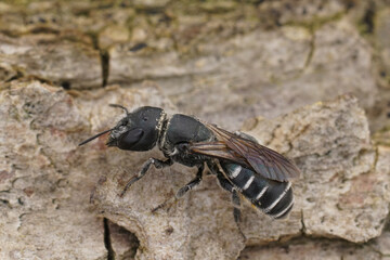 Closeup on the female of the black and white elongated looking Osmia cephalotes mason solitary bee