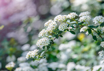Spirea bushes bloom in the spring in May
