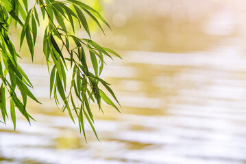 Natural green background from leaves of a willow