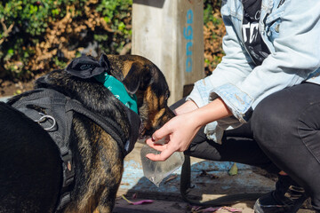 close-up of mixed breed dog drinking water from a plastic bag with its owner