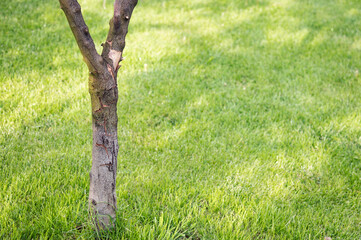 Fototapeta premium Defects on young saplings, trees that are less than ten years old are a sign of a problem. Infectious agents get into wounds or cracks in the bark, parasites settle - the tree will die