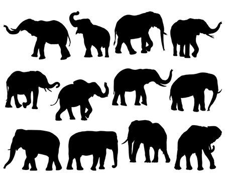 Set of Elephants Silhouette, Wild Animal