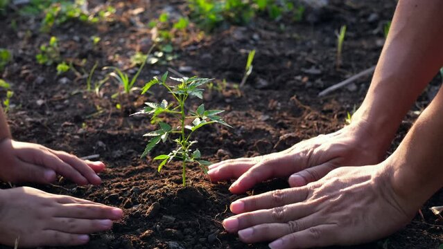 Father and son using their hands to plant a trees in order to grow into big trees to make the environment better. Environmental conservation.