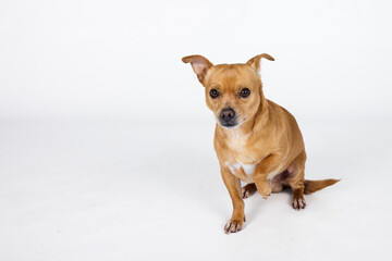 A mixed breed small chihuahua small dog on a white background with copy space - obrazy, fototapety, plakaty