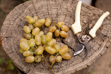 grapes and grape cutter in woods